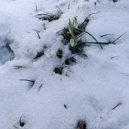 Διαμέρισμα янчар номер студiо з басейном