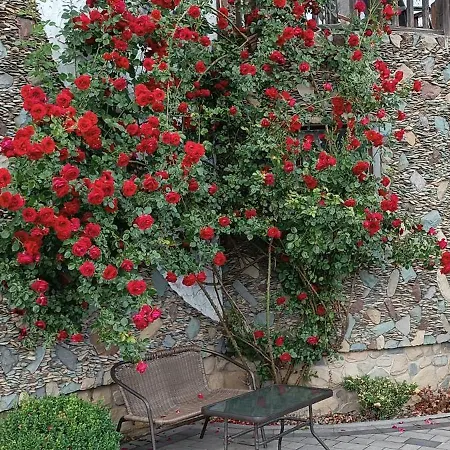 янчар номер студiо з басейном Apartment *